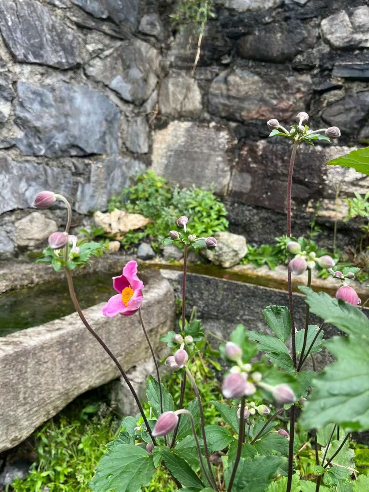 Des fleurs au bord de la fontaine